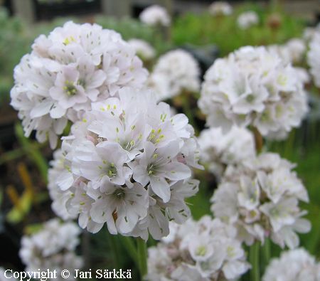 Armeria Maritima-Ryhm 'Alba', tarhalaukkaneilikka